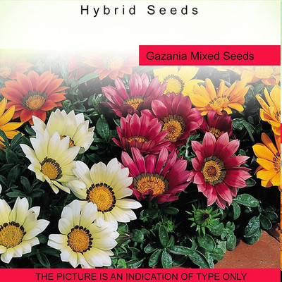 CYBEXIS Gazania Mixed100 Seeds Seed(100 per packet)
