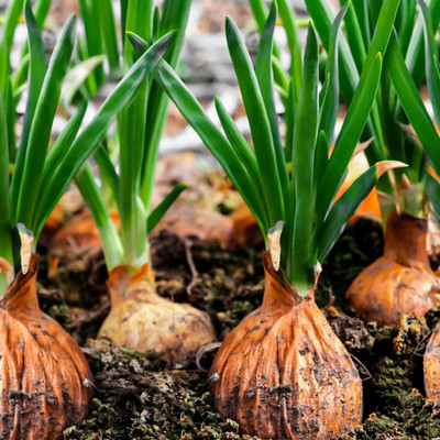 Qualtivate PUA-2A Orange Onion | Pyaj Hybrid Seeds Seed(500 per packet)
