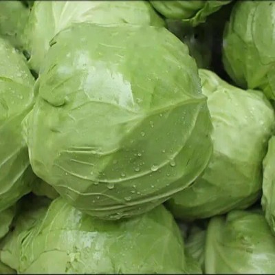 Avysa Organic green cabbage (पत्ता गोभी के बीज) Seed(100 per packet)