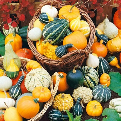KNESSiN Non-GMO Giant Ornamental Mix Pumpkin Seeds For Planting (60 Seeds) Seed(60 per packet)