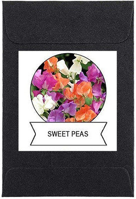 CYBEXIS Sweet Peas Flower Seeds100 Seeds Seed(100 per packet)