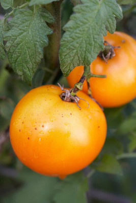 KNESSiN Heat Tolerant Tomato Golden Jubilee Seeds for Home Gardening - (2000 Seeds) Seed(2000 per packet)