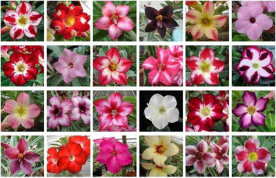 Qualtivate ATS-683 Mixed Adenium Desert Rose Seeds Seed(30 per packet)