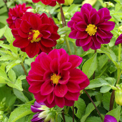 Seedsqlty Dahlia bulbs flower plant seeds, high germination (10 seeds) Seed(10 per packet)