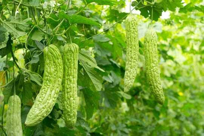 XOLDAA F1 BEST QUALITY BITTER GOURD SEEDS Seed(19 per packet)