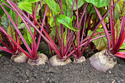 BDSresolve Beetroot seeds for sprouting Pack of 57 Seed(57 per packet)