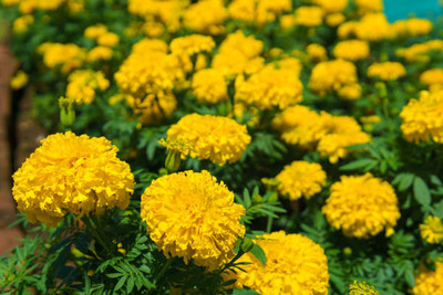 GREENZ marigold/gende ka phool flower seeds Seed(50 per packet)