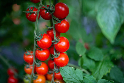 FarmQuartee tomato Seed(110 per packet)