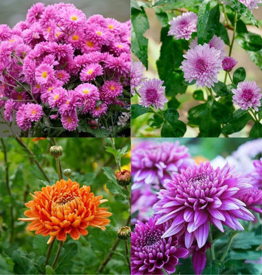 ibains Guldaudi flower seed mixed beez 23 Seed(23 per packet)