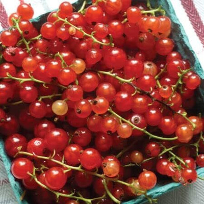 Qualtivate PUA5-A Red Currant Tomato Seed(300 per packet)