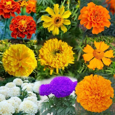 MATABE 9 Variety Mixed Colours Marigold Flower Seeds Combo Pack, All Different Varieties Seed(500 per packet)