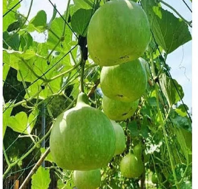 BSARKAR Round bottle gourd/round louki seed Seed(20 per packet)