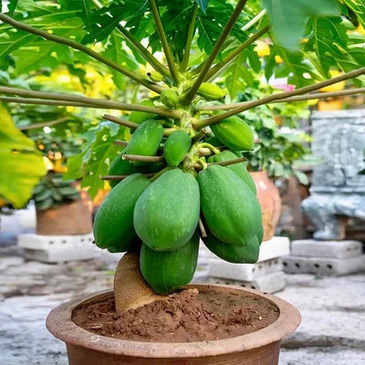 DEYS AGRO ™ TAIWAN f1 hybrid papaya seeds, f1 hybrid AMEENA seeds, high germination Seed(60 per packet)