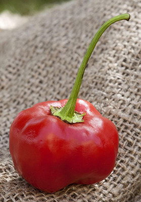 KNESSiN Disease-Resistant Malawi Piquante Pepper Seeds for Home Gardening-(1200 Seeds) Seed(1200 per packet)