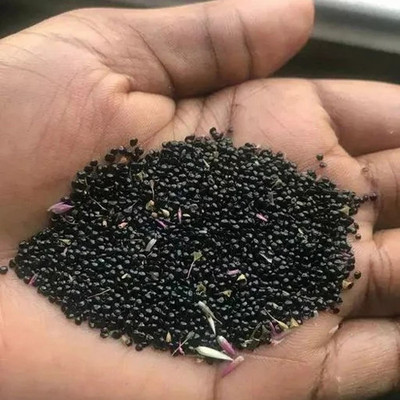 Cloud Farm Lal Saag/ Red Spinach, Red Amaranthus Seed Seed(300 per packet)