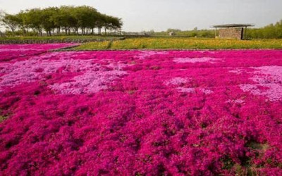 CYBEXIS NBIR-25 - Wooly Creeping Thymus - (1350 Seeds) Seed(1350 per packet)