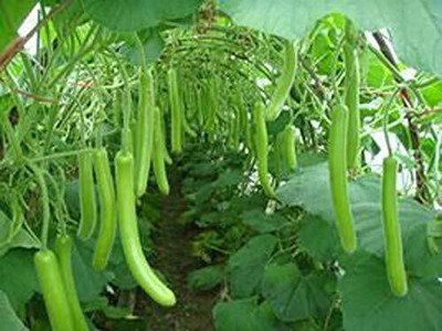 ENINE Long Bottle Gourd Seed(50 per packet)