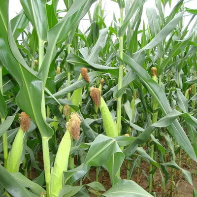 KNESSiN Corn White Seed(1250 per packet)