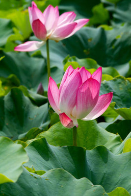 WILLWE lotus,kamal gatta Seed(11 per packet)