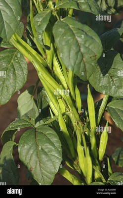 Oliver CLUSTER BEANS SEEDS Seed(50 per packet)