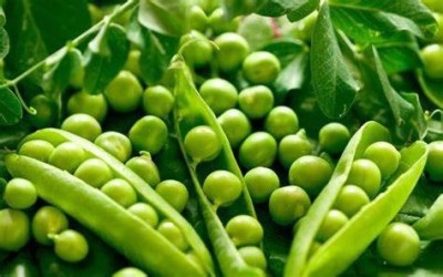 KANAYA Vegetable Seeds Garden Pea Matar Organic Seed(300 per packet)