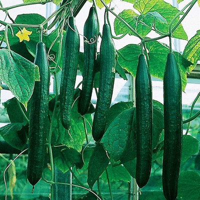 Qualtivate RES-6A Indoor Cucumber Zozula Self-Pollinating Seed(300 per packet)