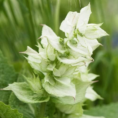 Qualtivate ICRA-8A Clary Sage - White Swan Seed(100 per packet)