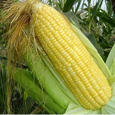 CYBEXIS Sweet Green Corn Seeds 2000 Seeds Seed(2000 per packet)