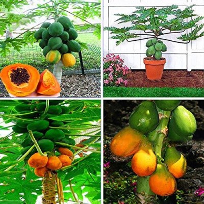 KNESSiN Variety Huge Production Hybrid Papaya[100 Seeds] Seed(100 per packet)