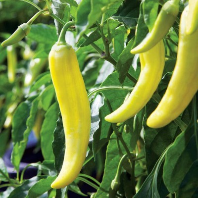 KNESSiN Banana Chilli Pepper Seeds, High Productivity Seed(200 per packet)