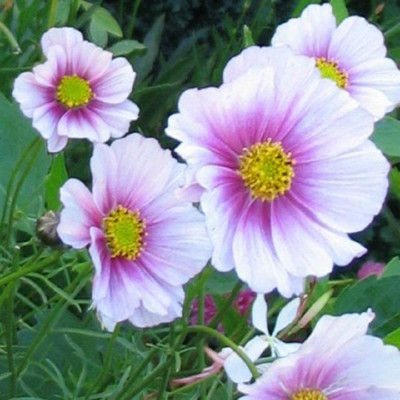 CYBEXIS DIRECT - Cosmos - BIPINNATUS - Daydream Seed(1 g)