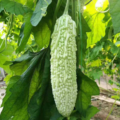 CYBEXIS Hybrid White Bitter Gourd Seeds 800 Seeds Seed(800 per packet)