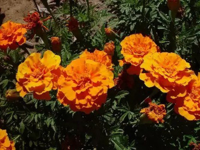 Aro Mari gold orange Seed(55 per packet)