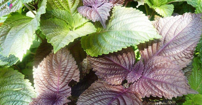 CYBEXIS VXI-19 - Vietnamese Perilla Shiso - (750 Seeds) Seed(750 per packet)