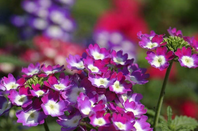 BDSresolve tall verbena seeds pack of 28 Seed(28 per packet)