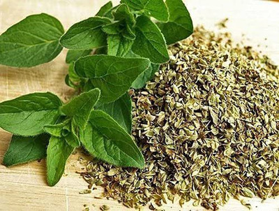 CYBEXIS ATS-33 - Greek Oregano Herb - (1350 Seeds) Seed(1350 per packet)