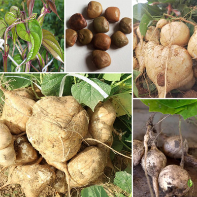 Silba Yam Bean Seed, Jicama Seed, Sankalu Seed, Shankalu Bij Seed(45 per packet)