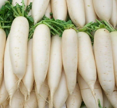 CYBEXIS Punjab Pasand Radish2400 Seeds Seed(2400 per packet)
