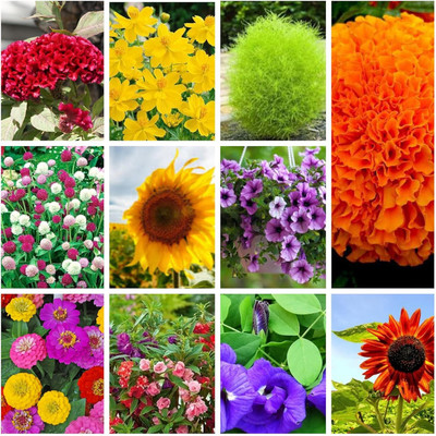 Aywal 10 Variety Of Flower Seeds Combo Pack Seed(50 per packet)