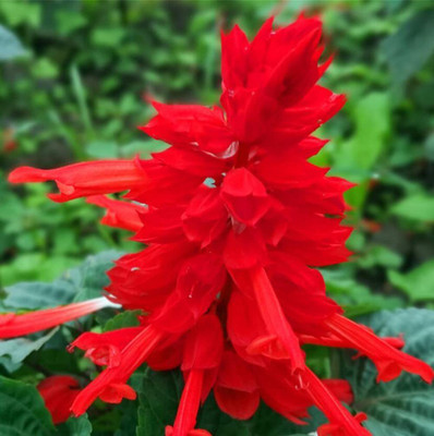 VibeX ® XXL-267 Salvia Coccinea- Scarlet Sage Seed(200 per packet)