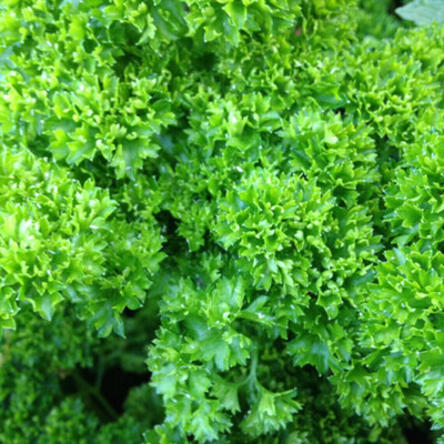 Quentova Moss Curled Parsley-XLR-4P Seed(100 per packet)
