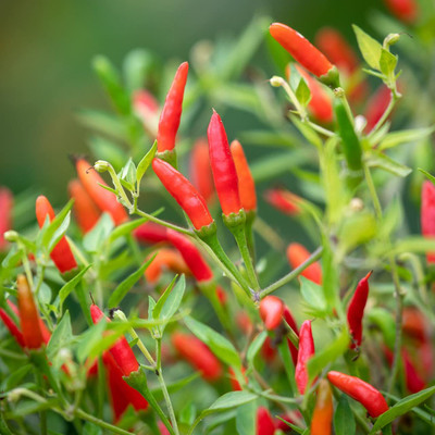 Aywal CHILLI( MIRCHI ) Seed(450 per packet)