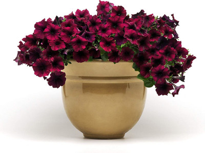 VibeX NDIR-51 - Burgundy Velour Easy Wave Petunia Flower - (60 Seeds) Seed(60 per packet)
