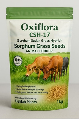 Oxiflora sorghum sudan grass seed Seed(1 kg)