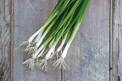 WILLVINE MEH -III Evergreen Long White Bunching Onion [2.5g] Seed(1500 per packet)