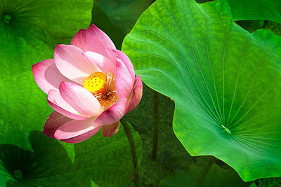 Dia lotus,kamal gatta Seed(15 per packet)