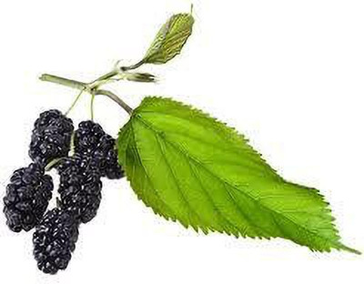 Oliver MULBERRY (shshatoot) fruit seeds Seed(93 per packet)