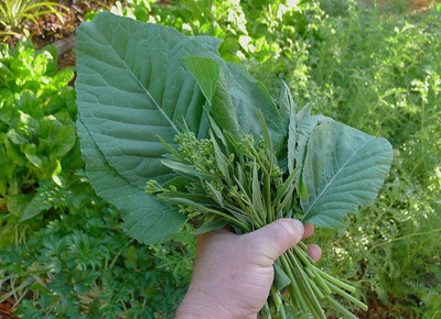 WILLVINE SCI -IV African Cabbage Seeds [5g] Seed(1500 per packet)