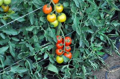 KNESSiN Adoration Tomatoes Seed(1250 per packet)
