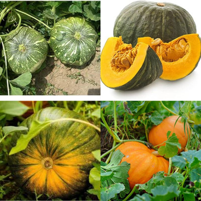 ibains Hybrid pumpkin seeds for farming biij 41 Seed(41 per packet)